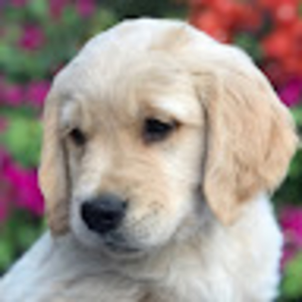 Meet your Posher, Iris